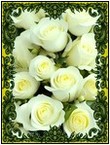Роза белая