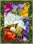 Фрезия